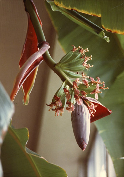 1975 Plant, Tree Flower