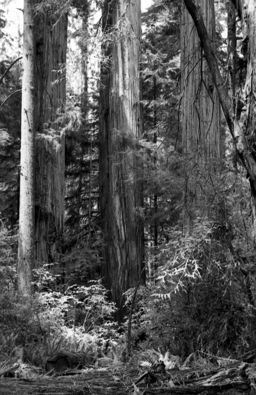 1980 Redwoods 05