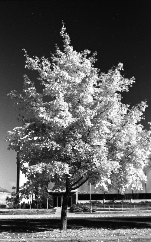 1977 Campus Tree 4