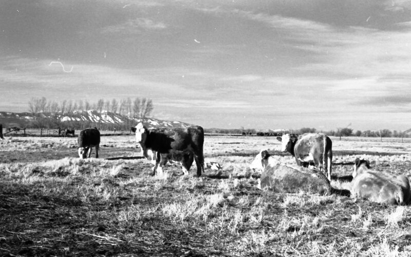 1978 OSU Union Experimental Field Station, Livestock 11