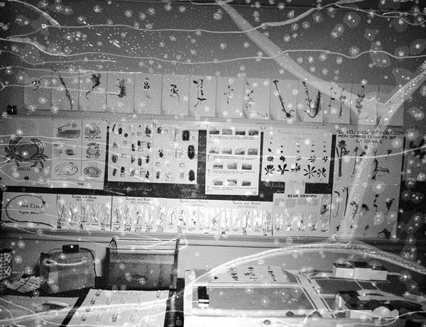 1949-50 Biology Lab Display 2