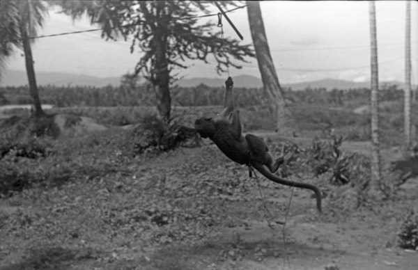 A monkey, named Jocko, hanging from a man-made line that is clipped to a horizontal rope.  Tropical trees appear in the background.