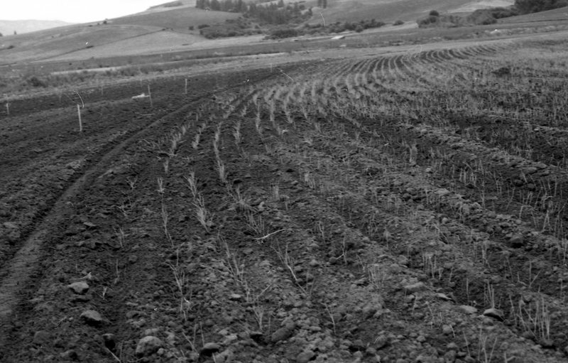 1980 Agriculture Study 11