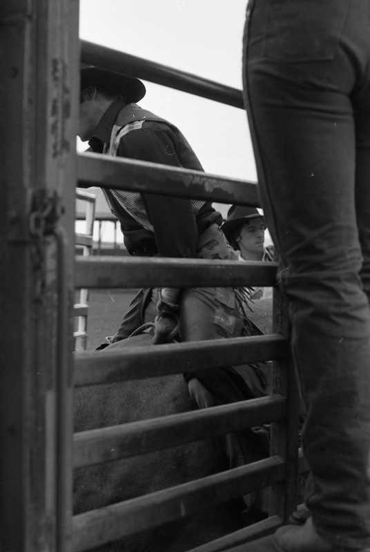 1981 Rodeo, Cowboys in Chute 06