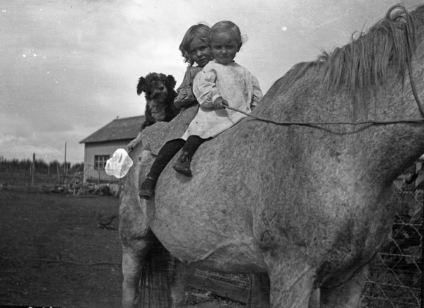 Patient Horse 2