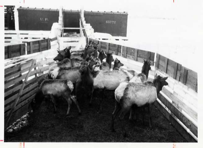 1912 Joseph, Elk Imports 2