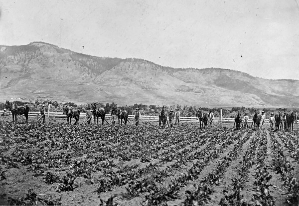 Alicel, Farm Cultivation