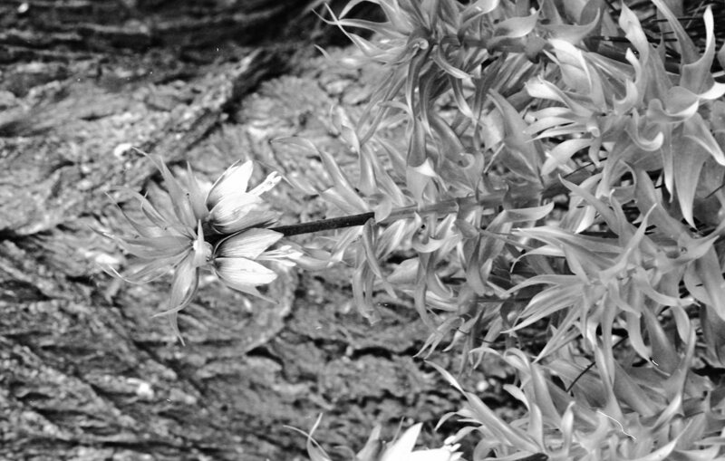 1986 Flowers 05