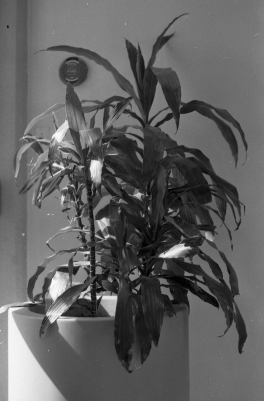 1980 Plant
