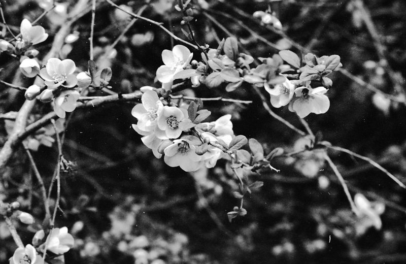 1986 Flowers 01