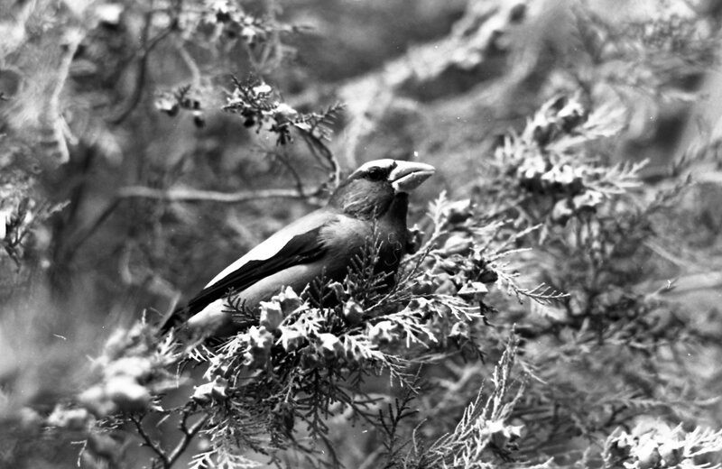 1977 Birds, Migratory 09