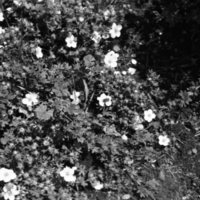 1981 Flowers 01