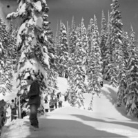 Mt. Rainier, Snow Hike 3