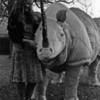 1977 Sculpture, Rhino 03
