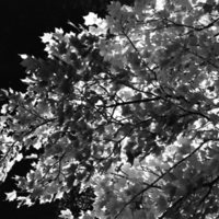 1977 Campus Foliage