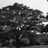 1976 Campus Tree