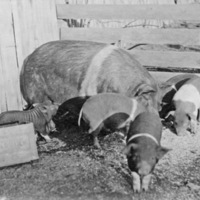 Reuter, Pigs 1