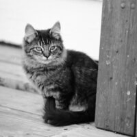 1985 Kittens 04