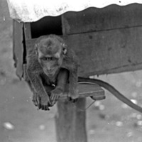 A monkey, named Jocko, sitting on a ledge of a small habitat that is raised off of the ground by a wooden pole.