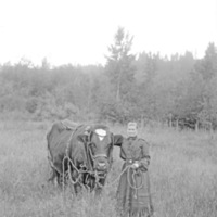 Cove, Woman &amp; Cow