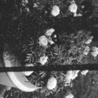 1984 Flowerpot