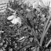 1985 Daffodils 05