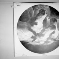 1981 Art, Horses