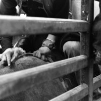 1981 Rodeo, Cowboys in Chute 05