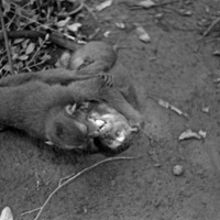A monkey, named Jocko, laying on the ground wrestling or playing with another monkey.