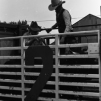 1981 Rodeo, Cowboys in Chute 14