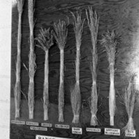 1979 Agriculture, Grass Samples