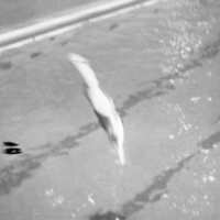 1979 Quinn Swimming Pool 03