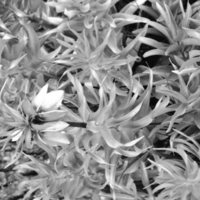 1986 Flowers 03