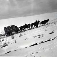 1912 Oregon, Elk Imports 1