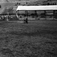 1984 Rodeo Club, Roping 05