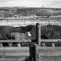 1978 OSU Union Experimental Field Station, Livestock 14