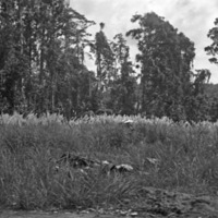 Kunai Grass 3