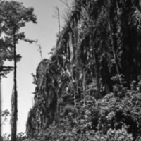 Biak Coral Cliffs 3