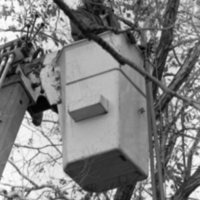 1988 Employee, Tree Trimming 01