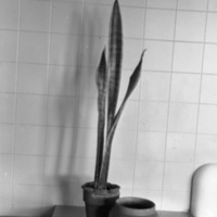 Cove Pool, Plant