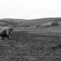 1980 Agriculture Study 09