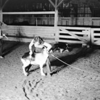 1976 Rodeo, Goats