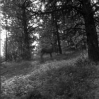 1989 Deer 01
