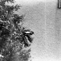 1977 Birds, Migratory 06