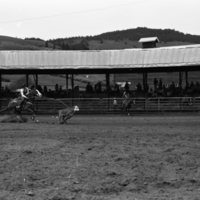 1981 Rodeo, Calf Roping 04