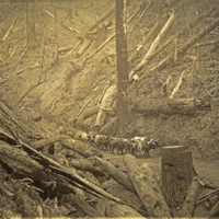 Imbler, Logging