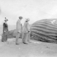 North Beach, Beached Whale 1