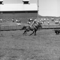 1970 Rodeo, Calf Roping 02