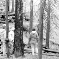 1987 Field Trip, Forest 01