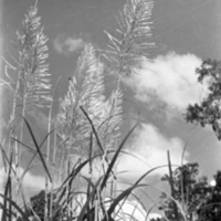 Kunai Grass 1